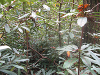 GRSM Accuracy Assessment. Plot Code: GRSM_AA_0655_4