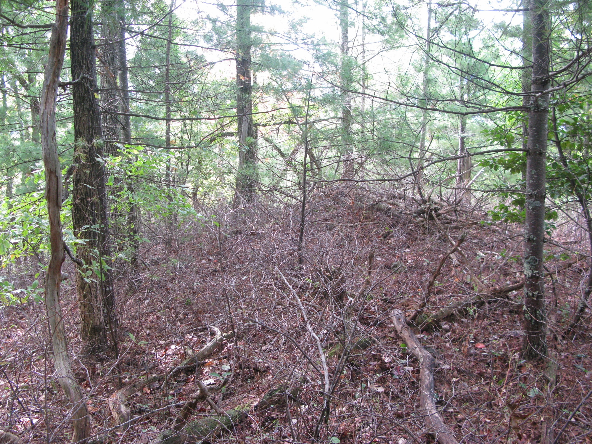 GRSM Accuracy Assessment. Plot Code: GRSM_AA_0609_4