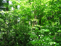 GRSM Accuracy Assessment. Plot Code: GRSM_AA_0534