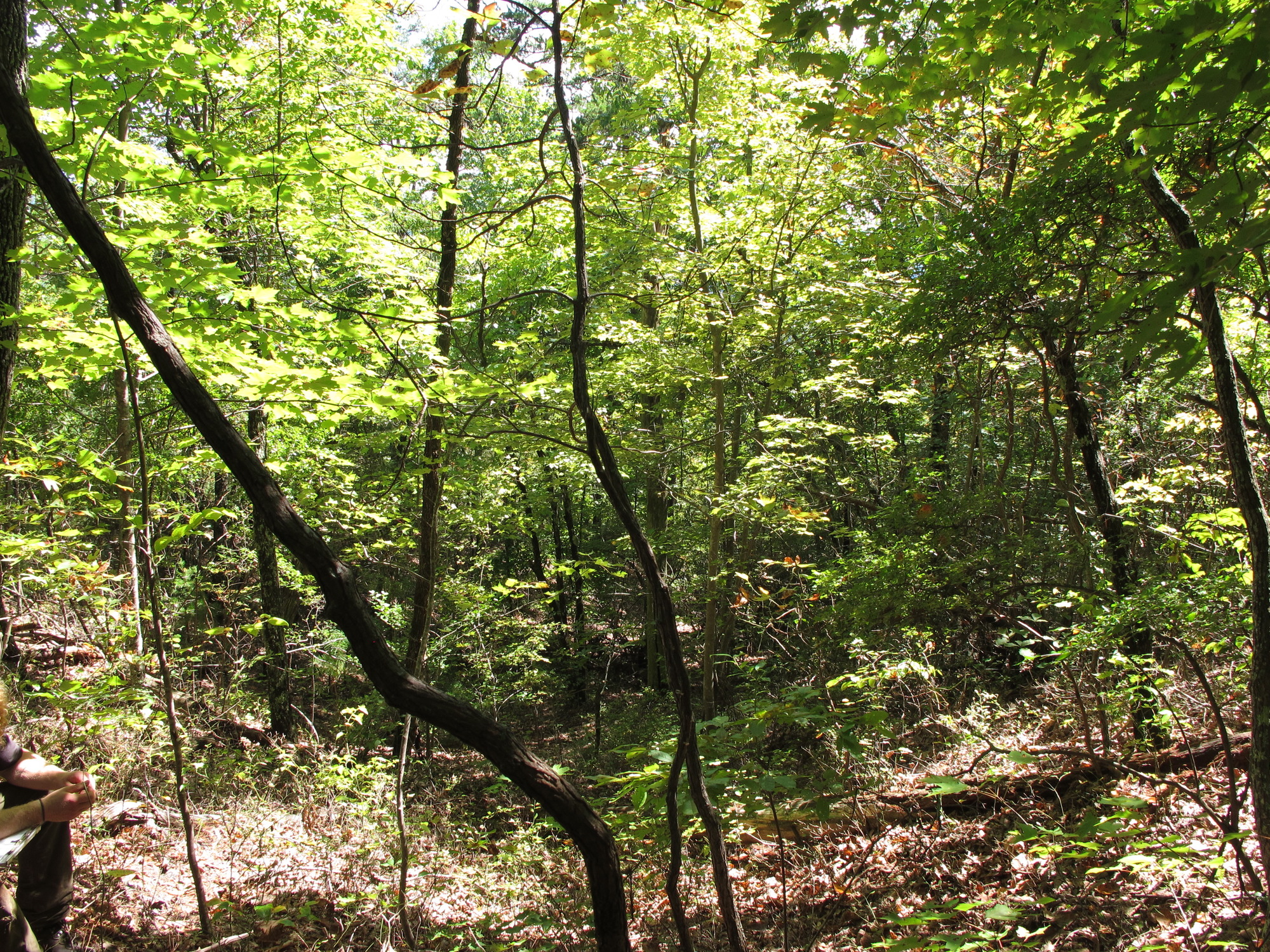 GRSM Accuracy Assessment. Plot Code: GRSM_AA_0460_6