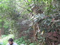 GRSM Accuracy Assessment. Plot Code: GRSM_AA_0834_4