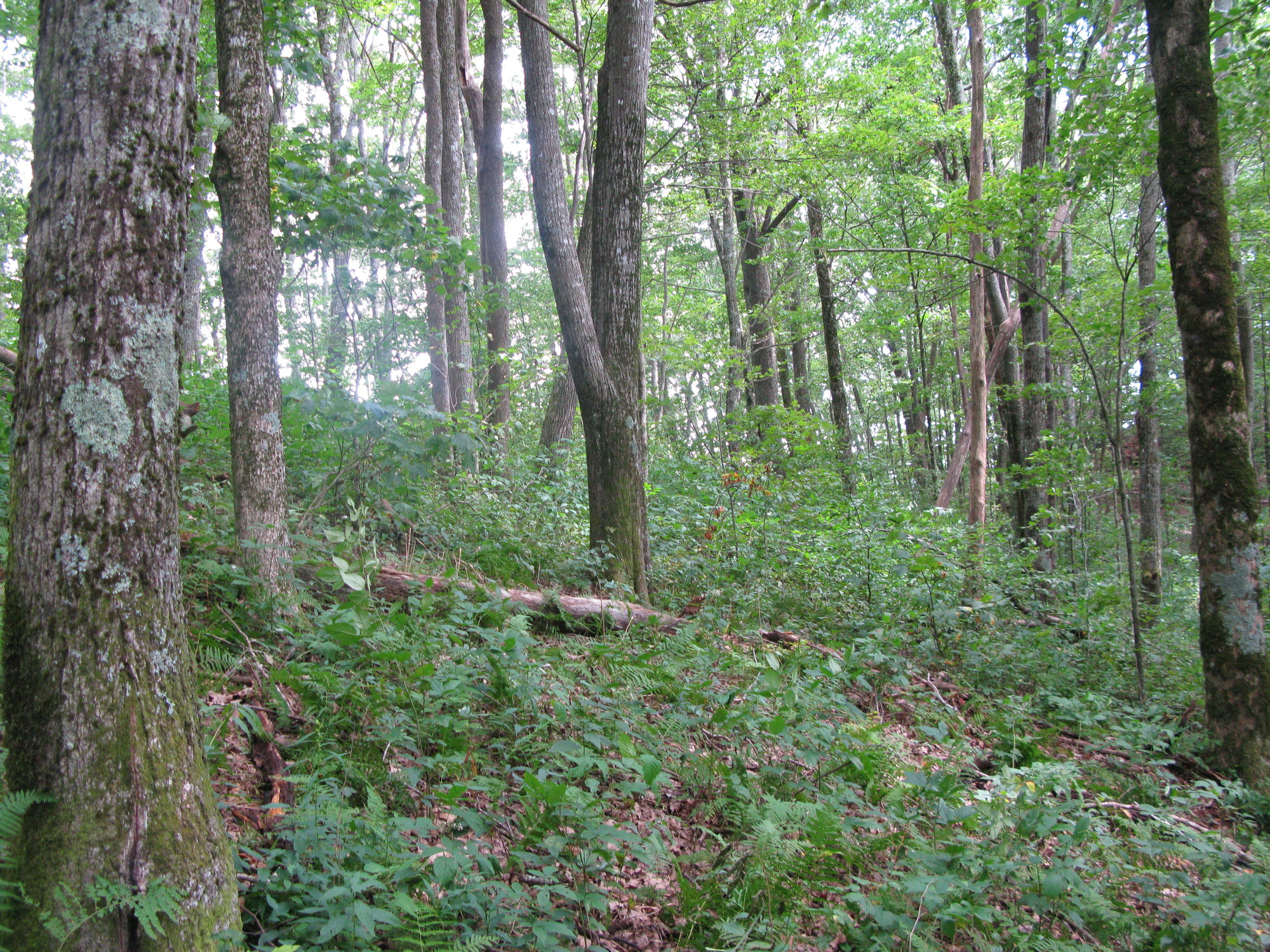 GRSM Accuracy Assessment. Plot Code: GRSM_AA_0248_6