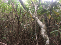 GRSM Accuracy Assessment. Plot Code: GRSM_AA_0363_6