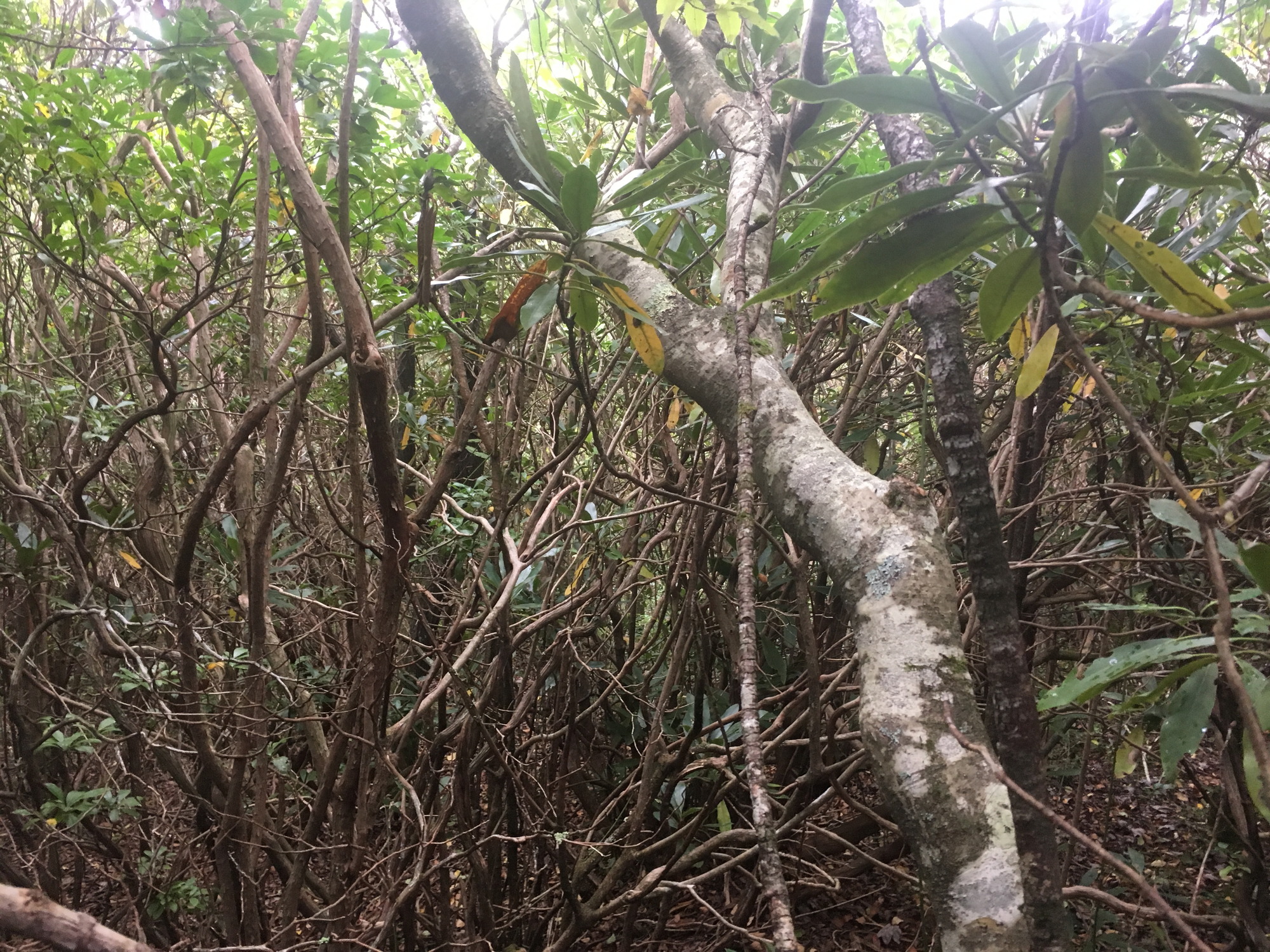 GRSM Accuracy Assessment. Plot Code: GRSM_AA_0363_6