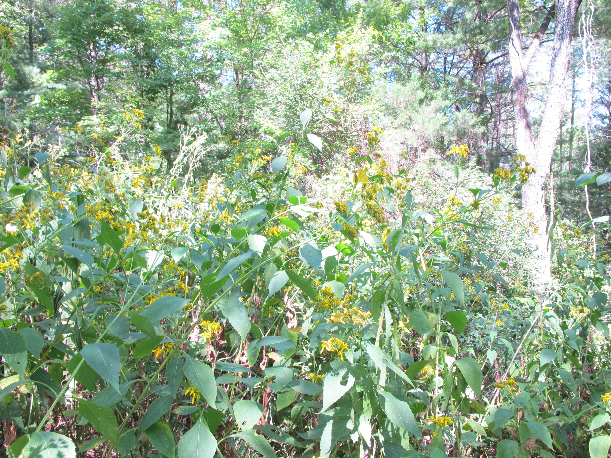 GRSM Accuracy Assessment. Plot Code: GRSM_AA_0964_2