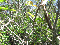 GRSM Accuracy Assessment. Plot Code: GRSM_AA_0595_2