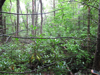 GRSM Accuracy Assessment. Plot Code: GRSM_AA_0613_3