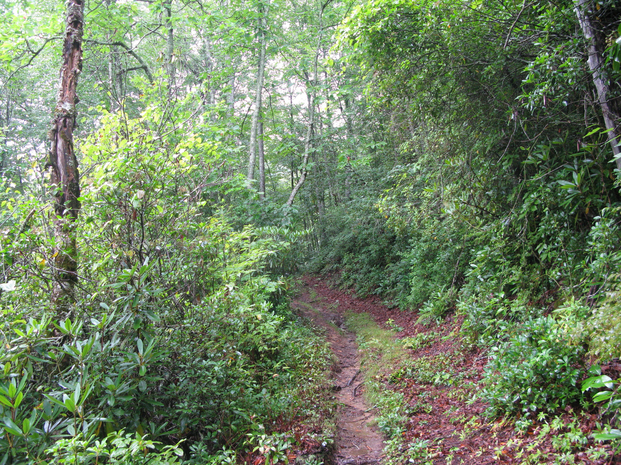 GRSM Accuracy Assessment. Plot Code: GRSM_AA_0067_2