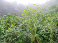 GRSM Accuracy Assessment. Plot Code: GRSM_AA_0104_5