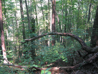 GRSM Accuracy Assessment. Plot Code: GRSM_AA_0455_6