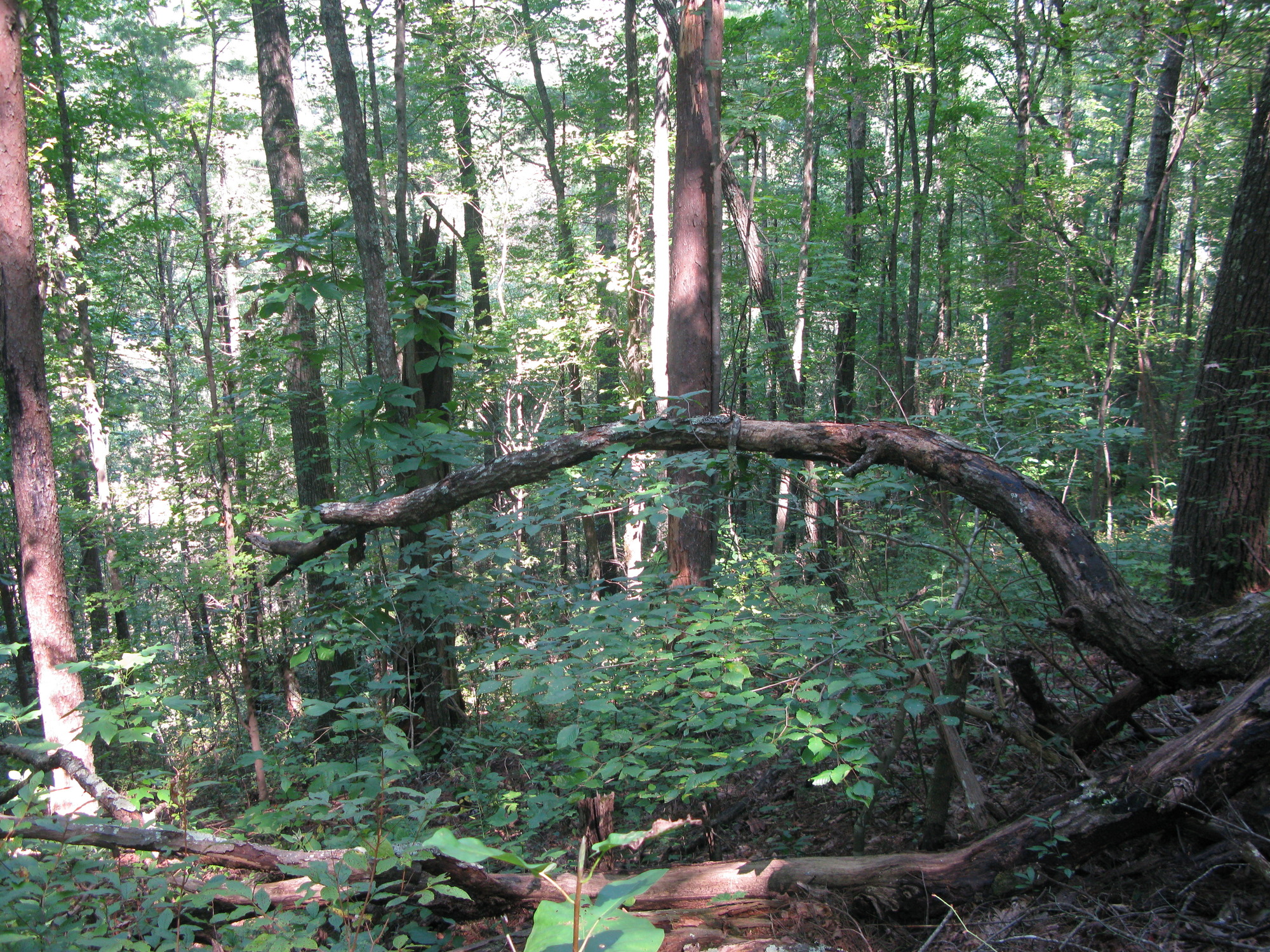 GRSM Accuracy Assessment. Plot Code: GRSM_AA_0455_6