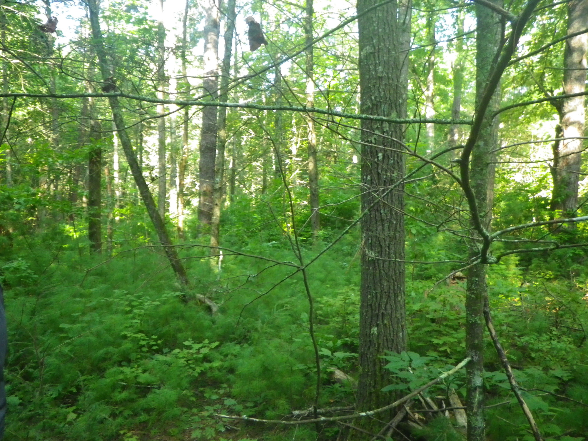 GRSM Accuracy Assessment. Plot Code: GRSM_AA_0545_5