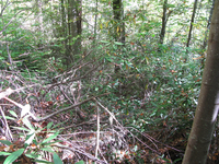 GRSM Accuracy Assessment. Plot Code: GRSM_AA_0063_6