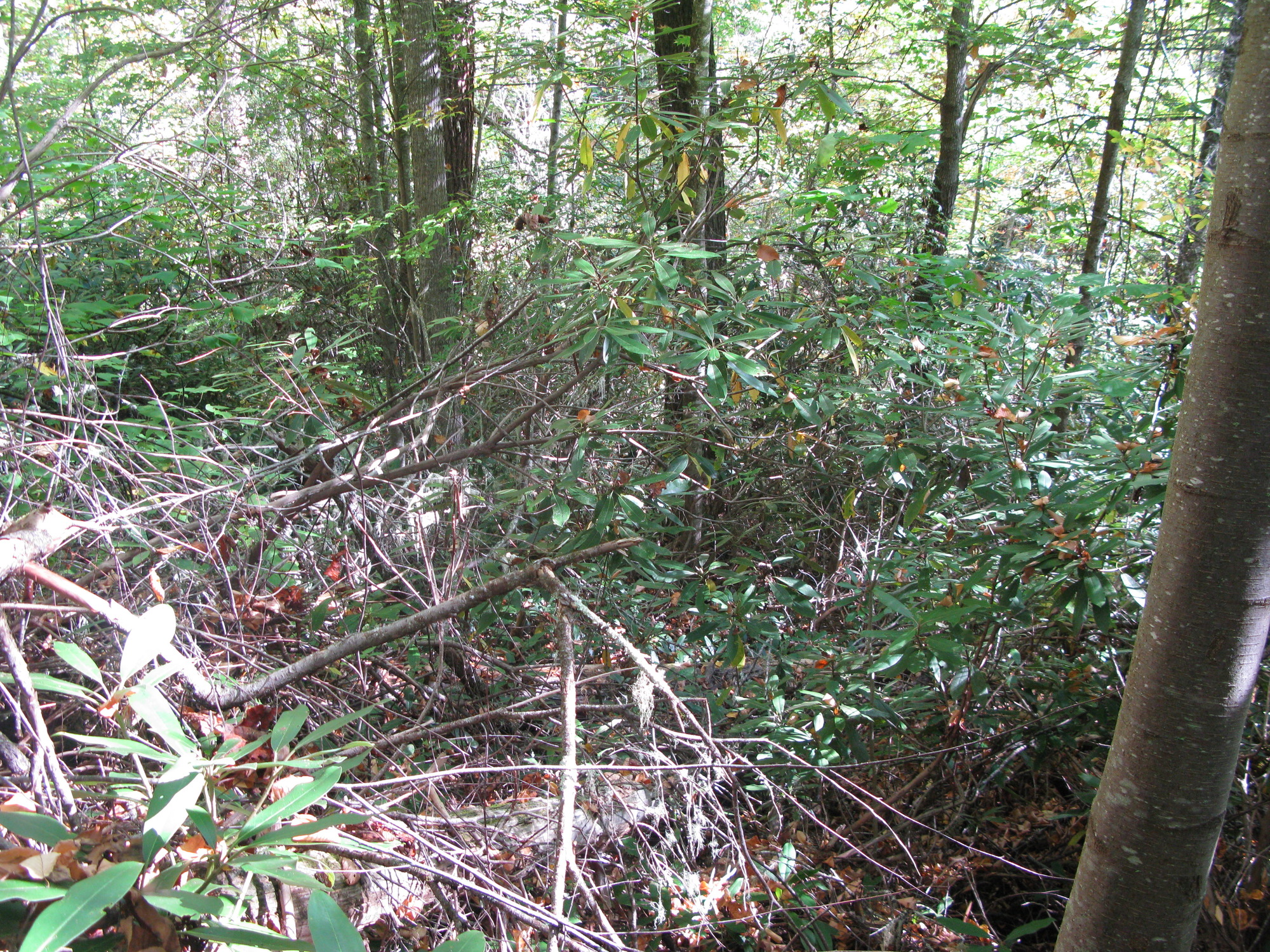 GRSM Accuracy Assessment. Plot Code: GRSM_AA_0063_6