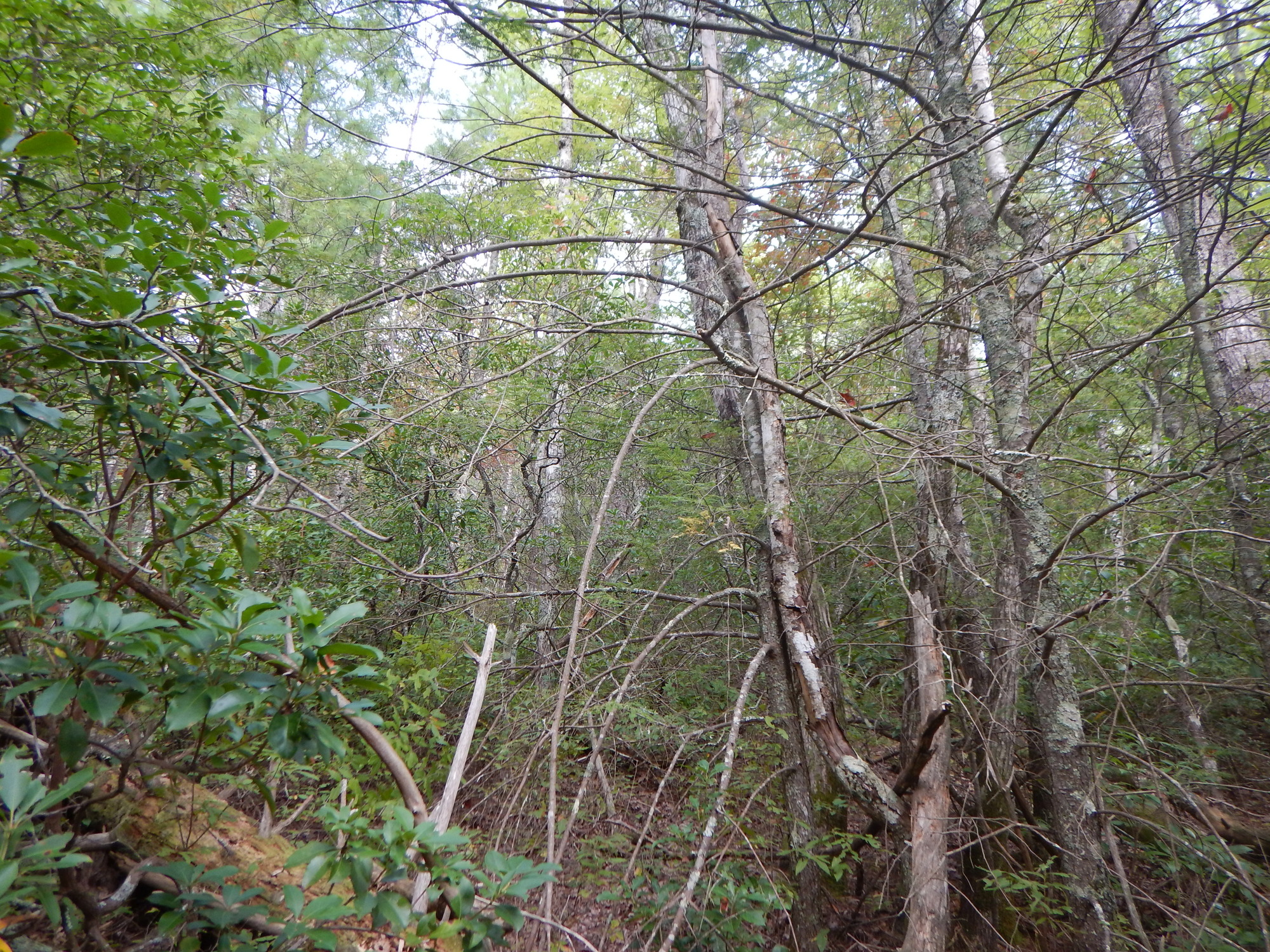 GRSM Accuracy Assessment. Plot Code: GRSM_AA_0518_6