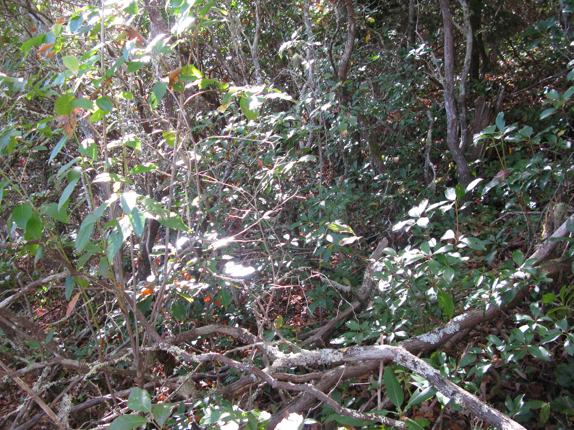 GRSM Accuracy Assessment. Plot Code: GRSM_AA_0323_5