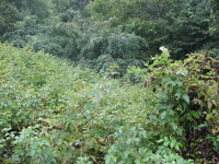 GRSM Accuracy Assessment. Plot Code: GRSM_AA_0071_4