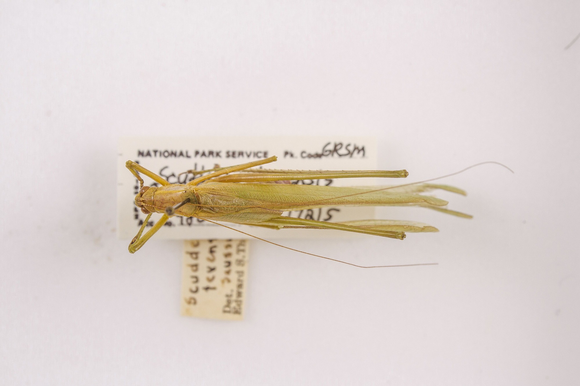 Image of Scudderia texensis, a species of Animalia