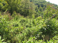 GRSM Accuracy Assessment. Plot Code: GRSM_AA_0776_4