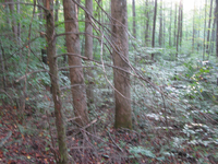 GRSM Accuracy Assessment. Plot Code: GRSM_AA_0289_5