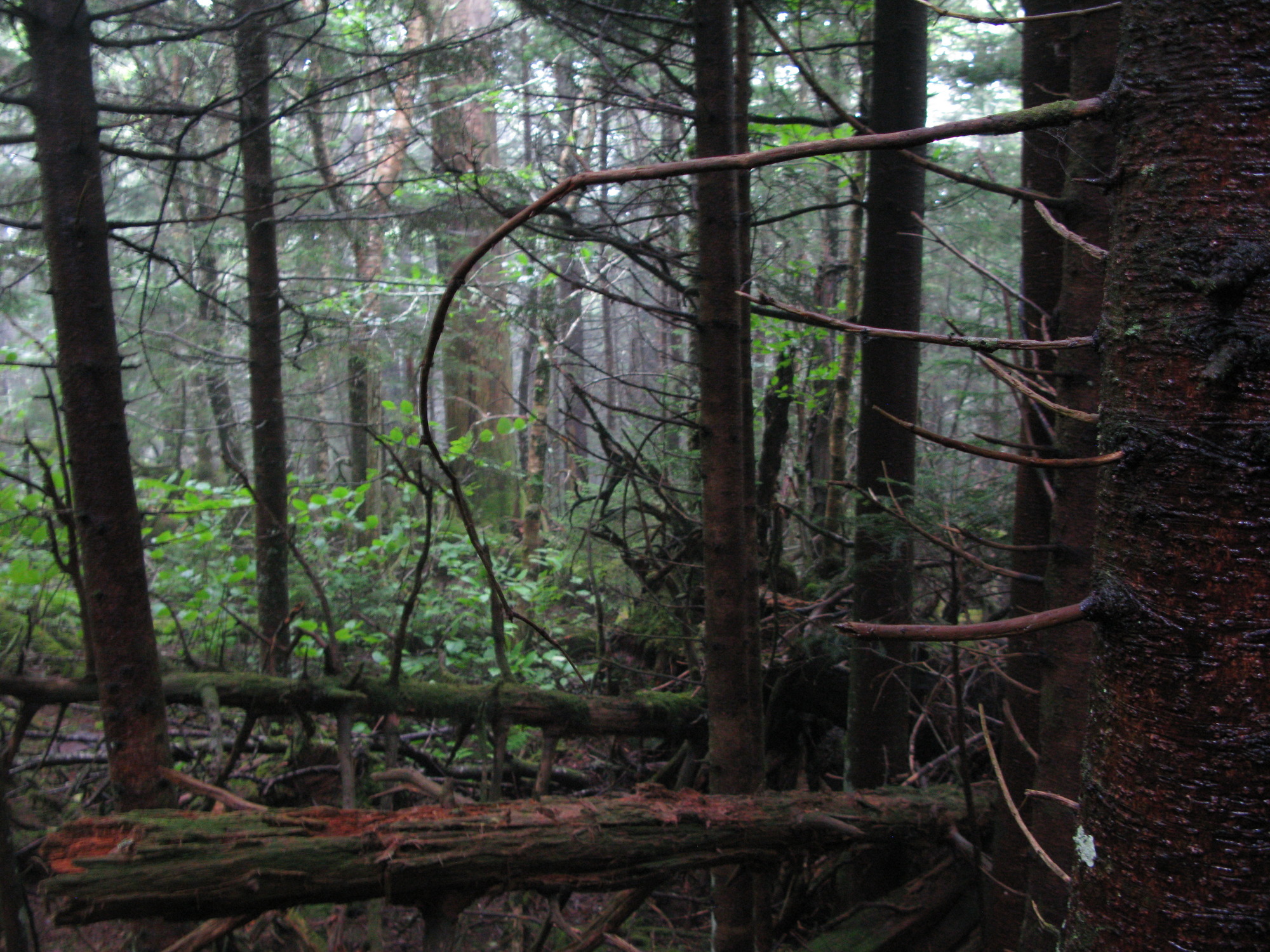 GRSM Accuracy Assessment. Plot Code: GRSM_AA_0018_4