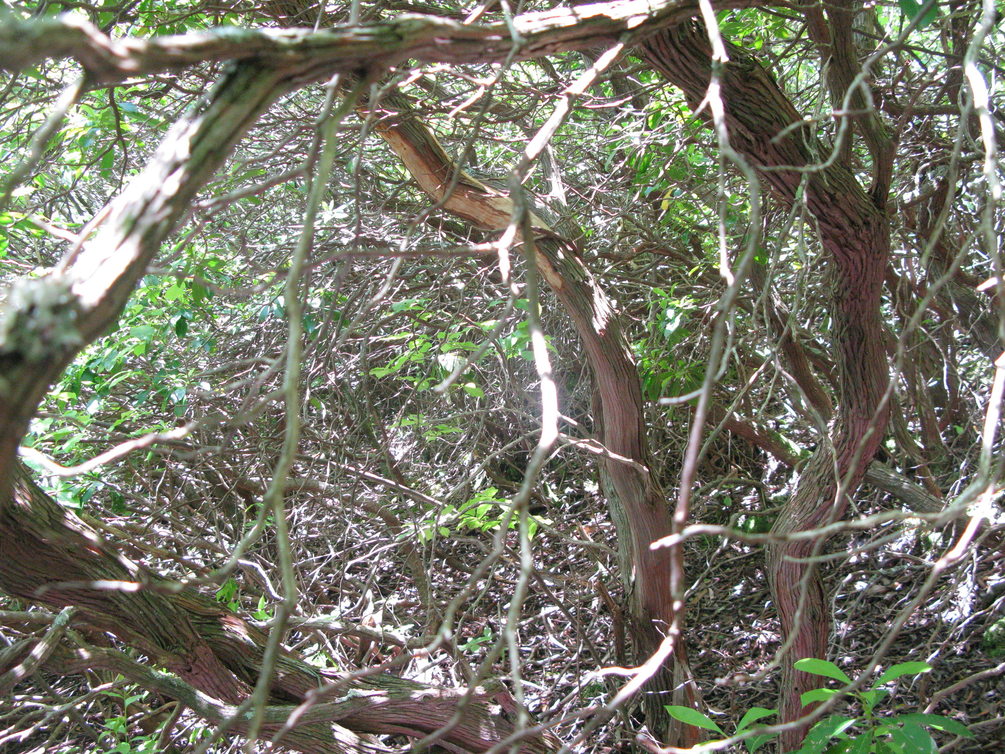 GRSM Accuracy Assessment. Plot Code: GRSM_AA_0445