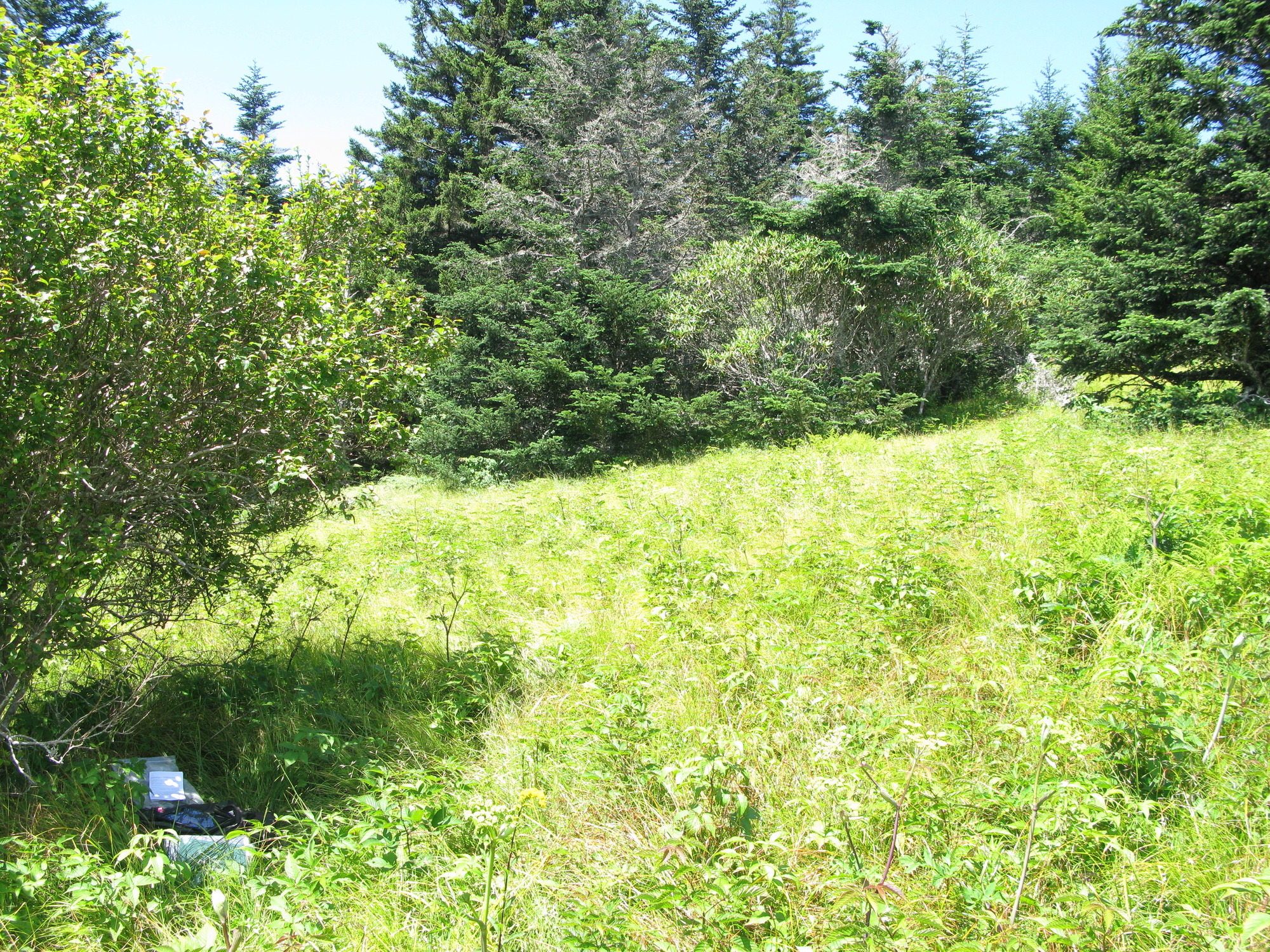 GRSM Accuracy Assessment. Plot Code: GRSM_AA_0307_2