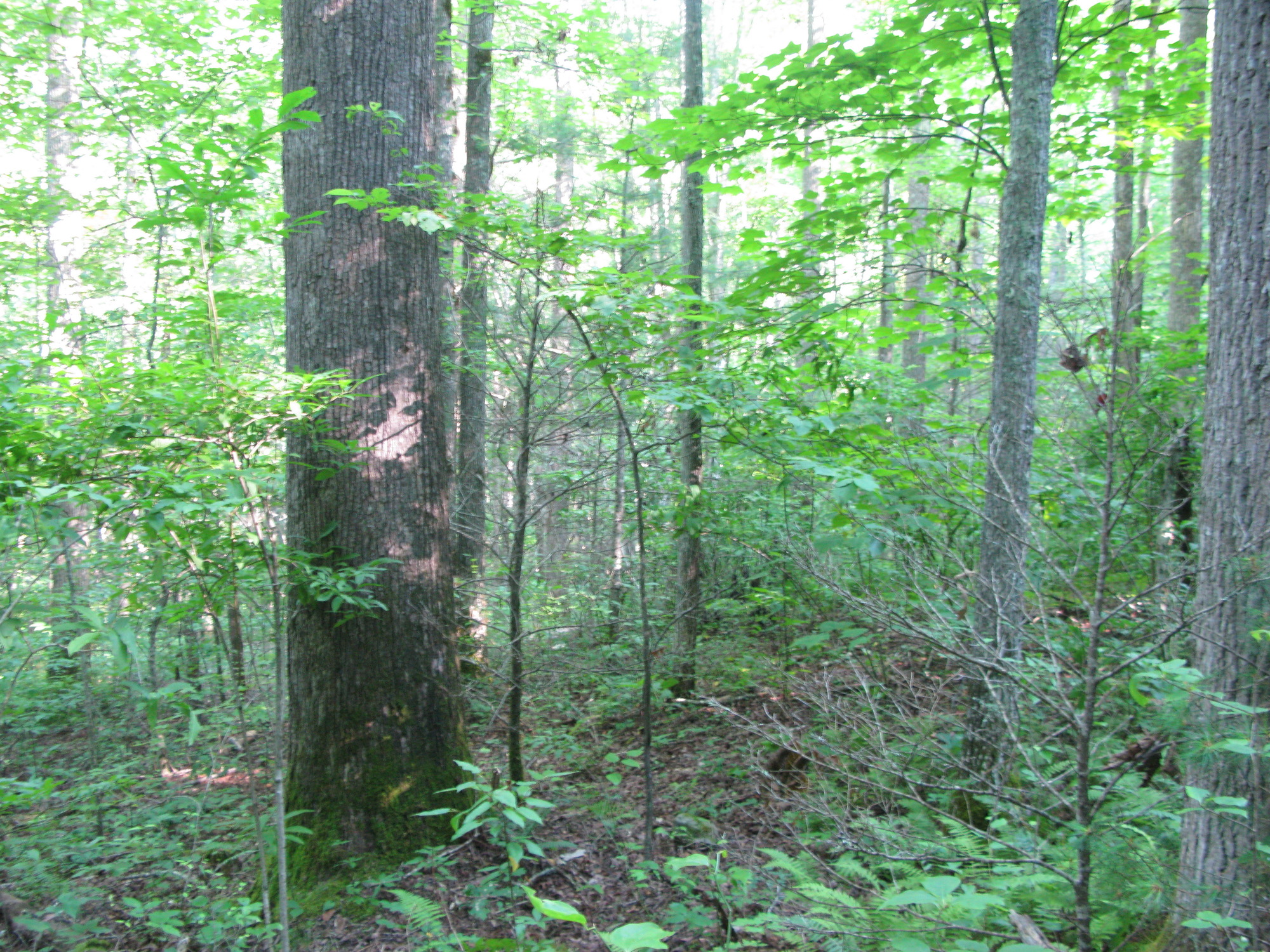 GRSM Accuracy Assessment. Plot Code: GRSM_AA_0042_6