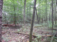 GRSM Accuracy Assessment. Plot Code: GRSM_AA_0393_3