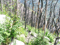 GRSM Accuracy Assessment. Plot Code: GRSM_AA_0840_6