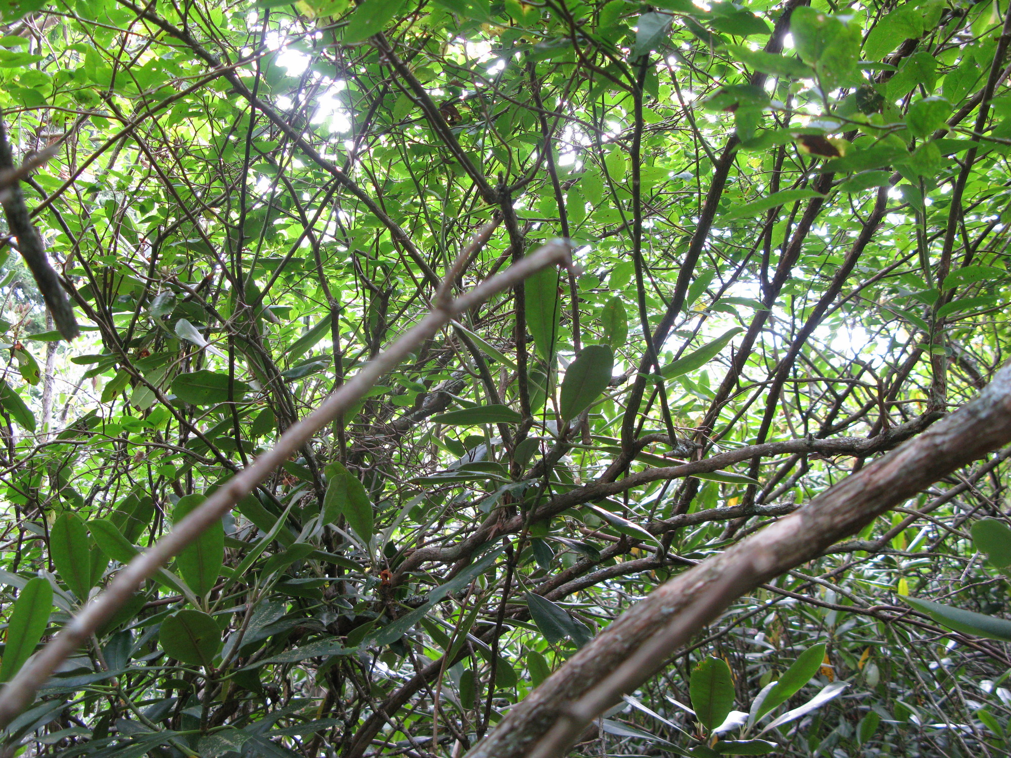 GRSM Accuracy Assessment. Plot Code: GRSM_AA_0835_3