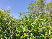 Plot Code: GRSM_AA_0391_5