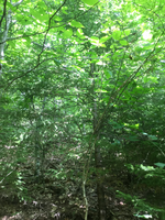 GRSM Accuracy Assessment. Plot Code: GRSM_AA_0132_3