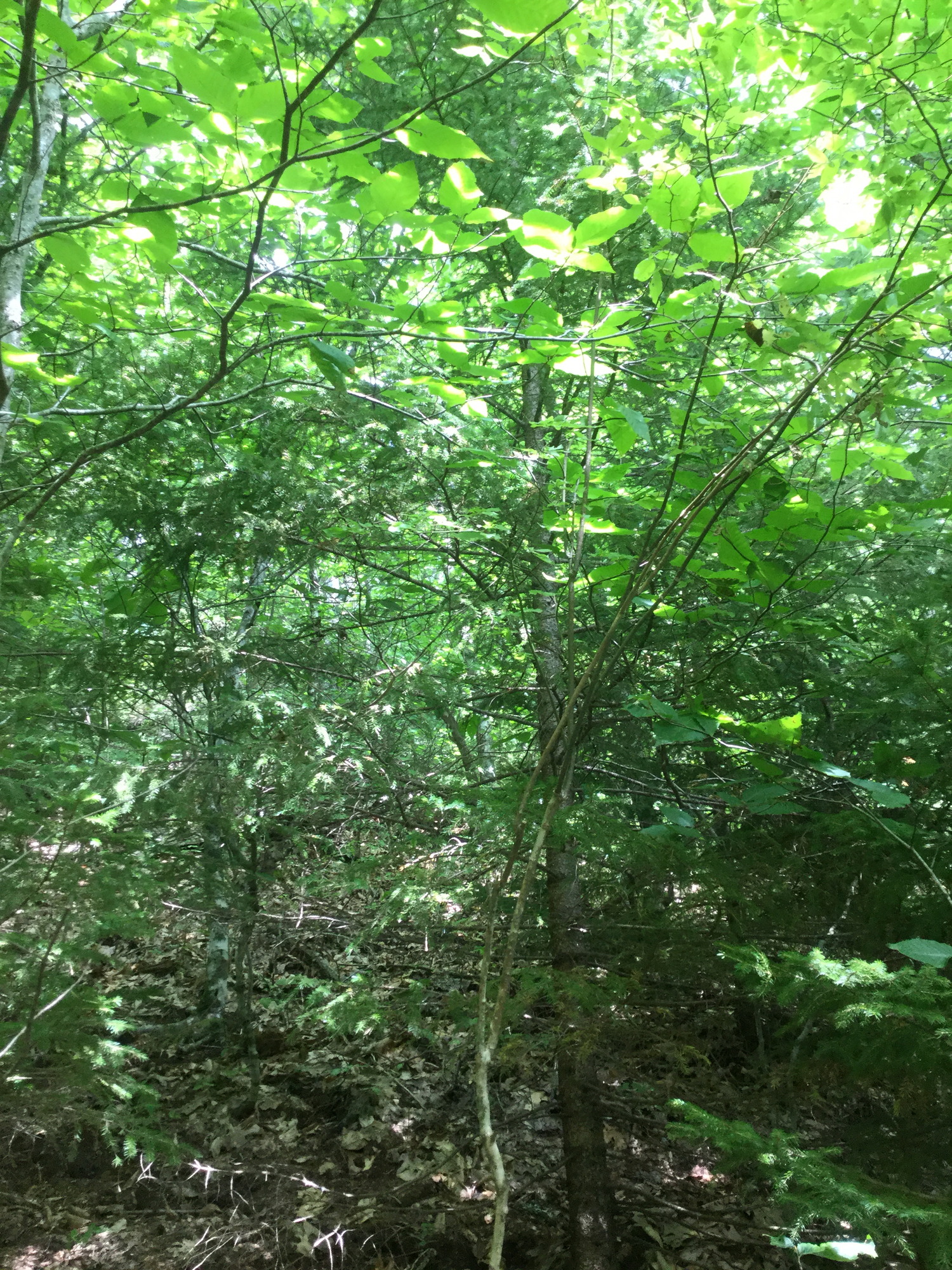 GRSM Accuracy Assessment. Plot Code: GRSM_AA_0132_3