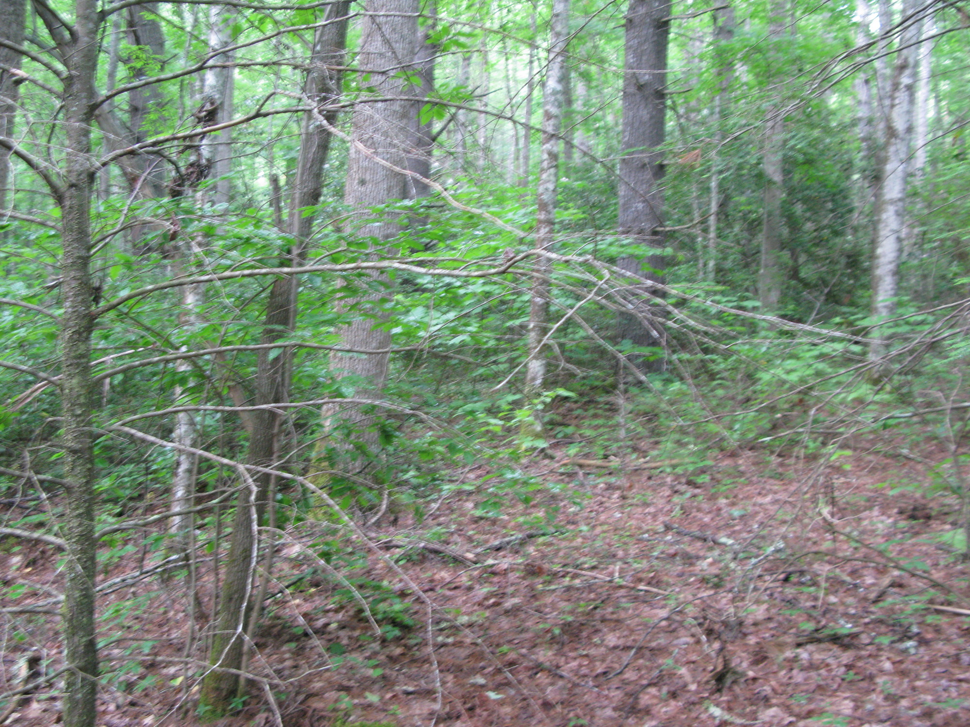 GRSM Accuracy Assessment. Plot Code: GRSM_AA_0164_3