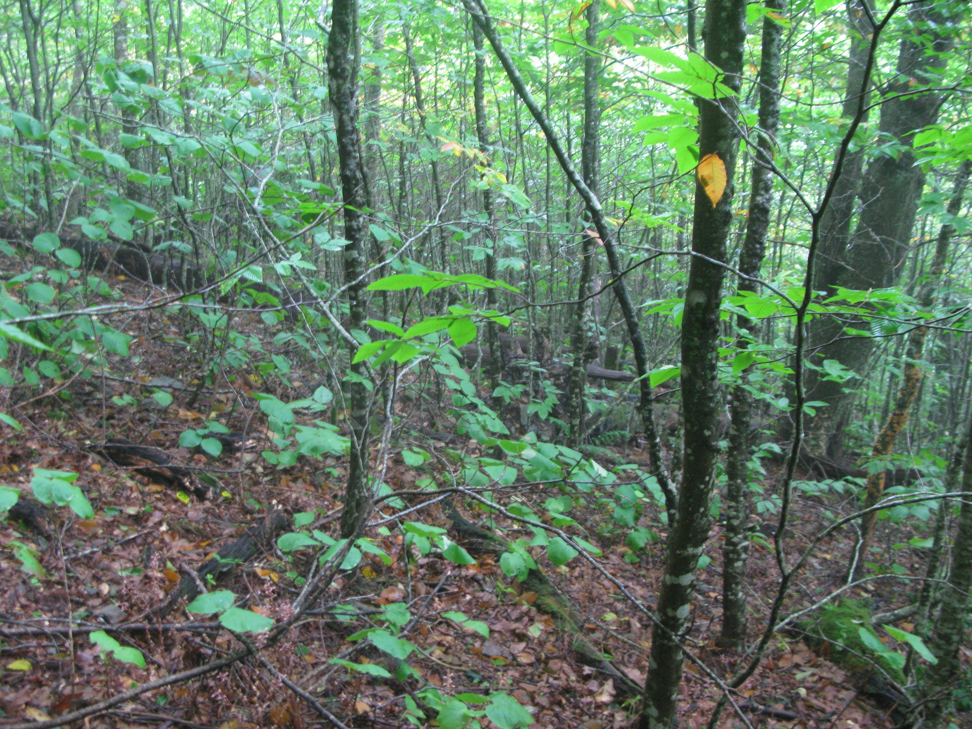 GRSM Accuracy Assessment. Plot Code: GRSM_AA_0358_5