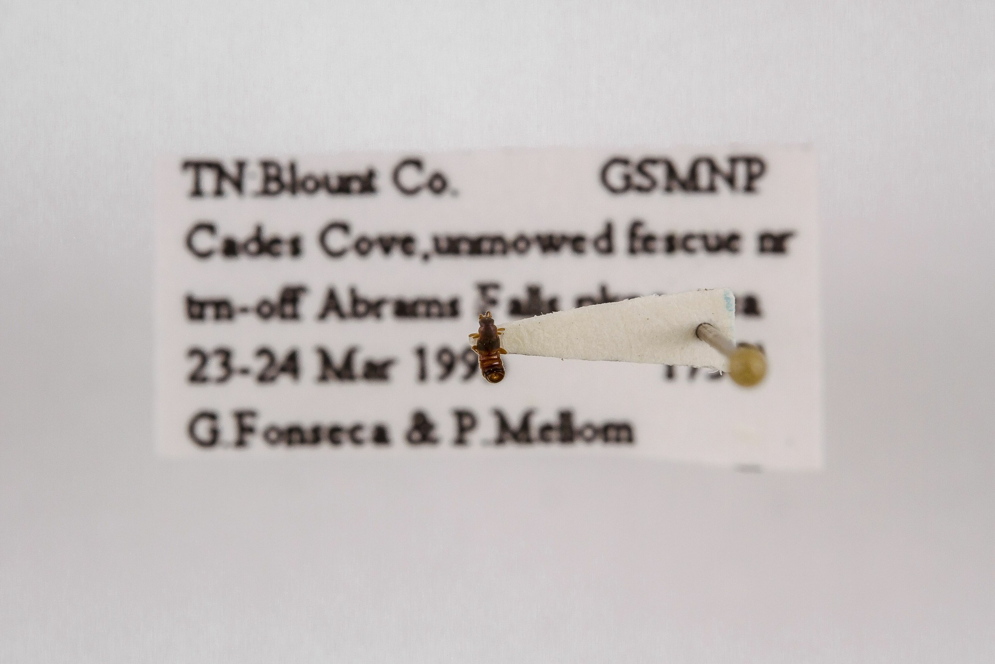 Image of Leptusa cribratula, a species of Animalia