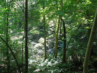 GRSM Accuracy Assessment. Plot Code: GRSM_AA_0204_3