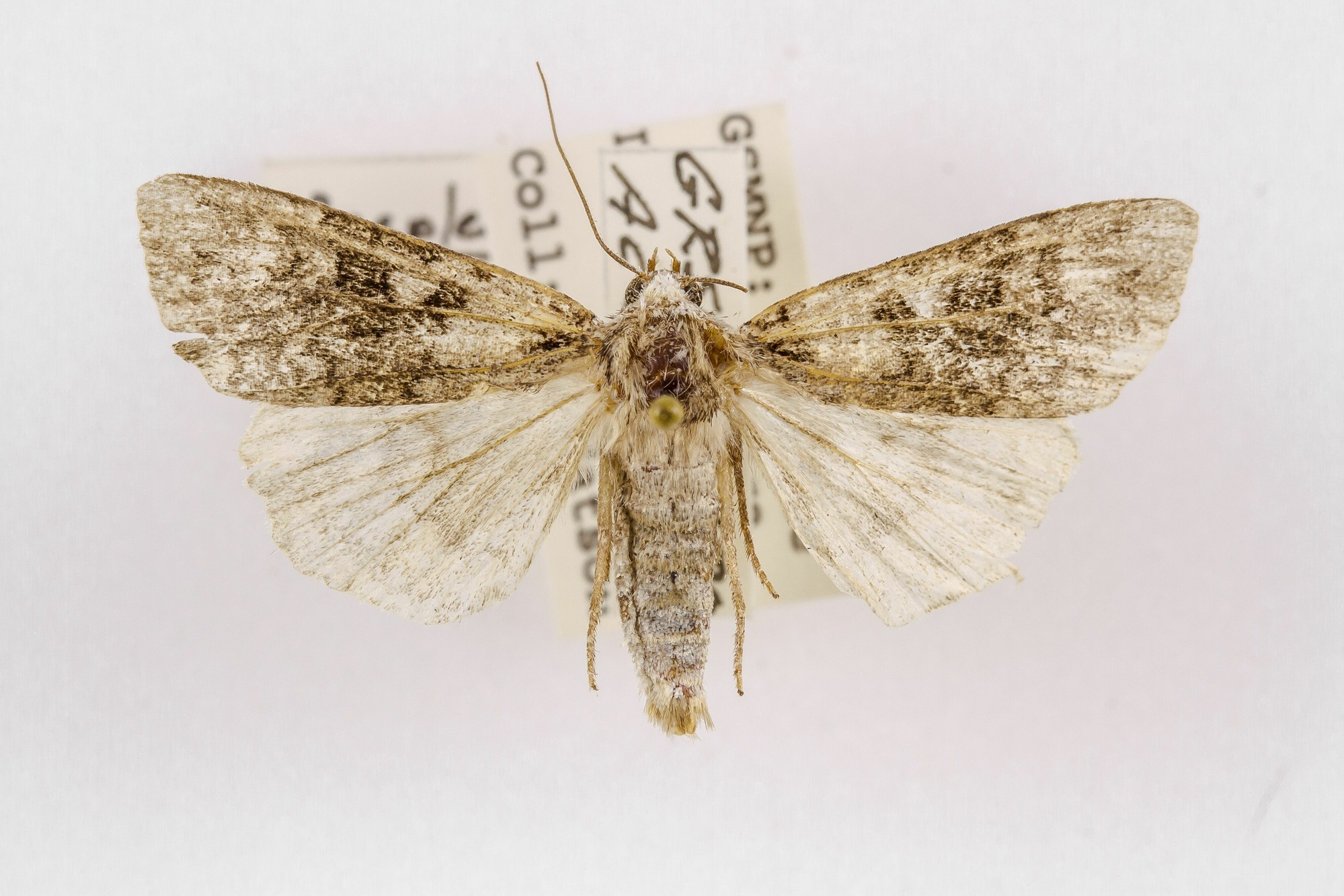 Image of Anaplectoides brunneomedia, a species of Animalia