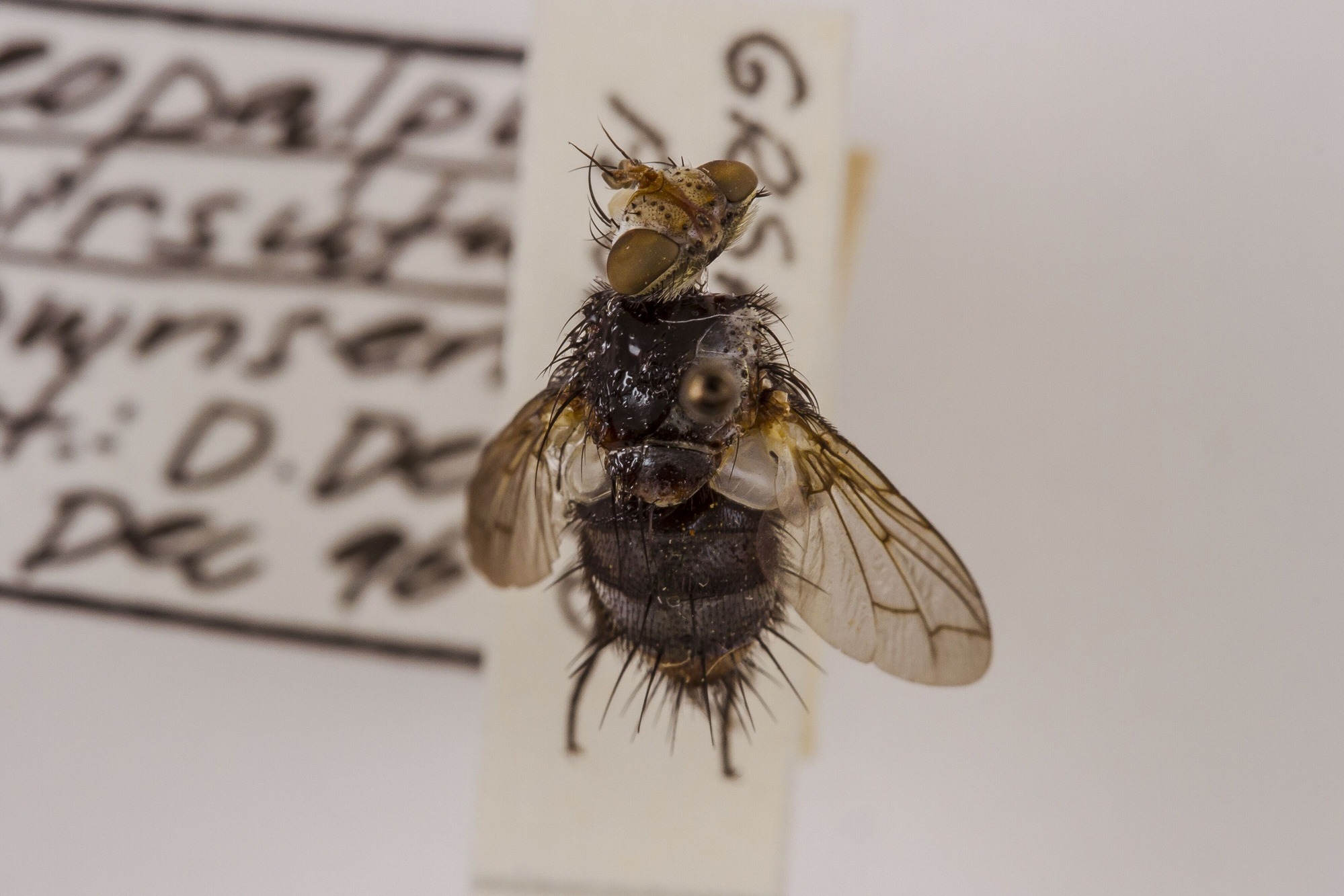 Image of Deopalpus hirsutus, a species of Animalia