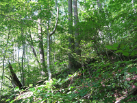 GRSM Accuracy Assessment. Plot Code: GRSM_AA_0159_2