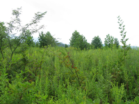 GRSM Accuracy Assessment. Plot Code: GRSM_AA_0696_6