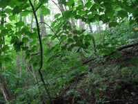 Plot Code: GRSM_AA_0447_4