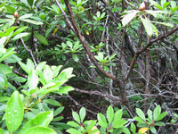 GRSM Accuracy Assessment. Plot Code: GRSM_AA_0884_2