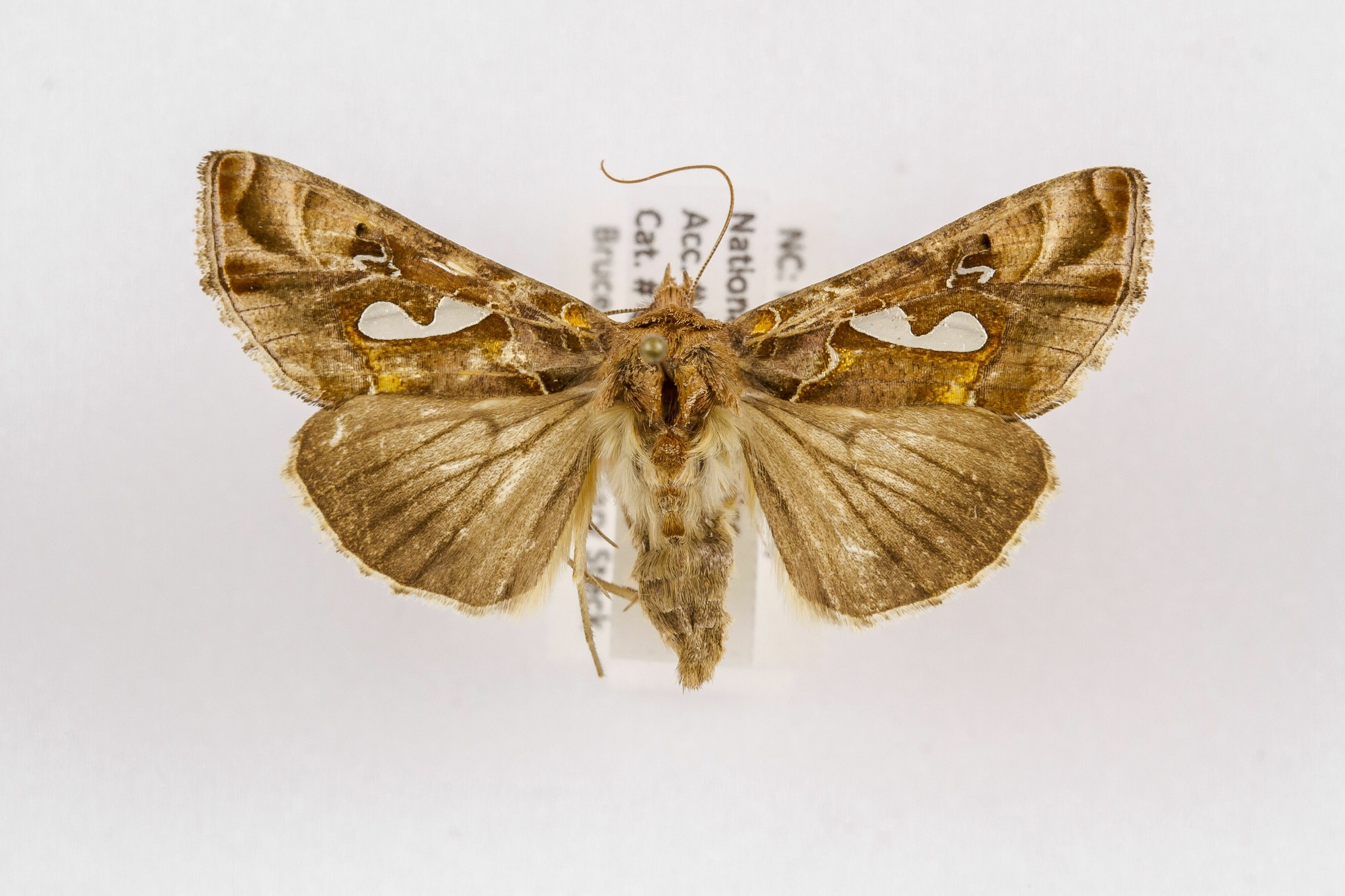 Image of Autographa biloba, a species of Animalia