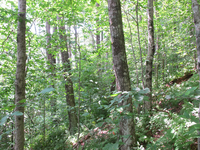 GRSM Accuracy Assessment. Plot Code: GRSM_AA_0891_6