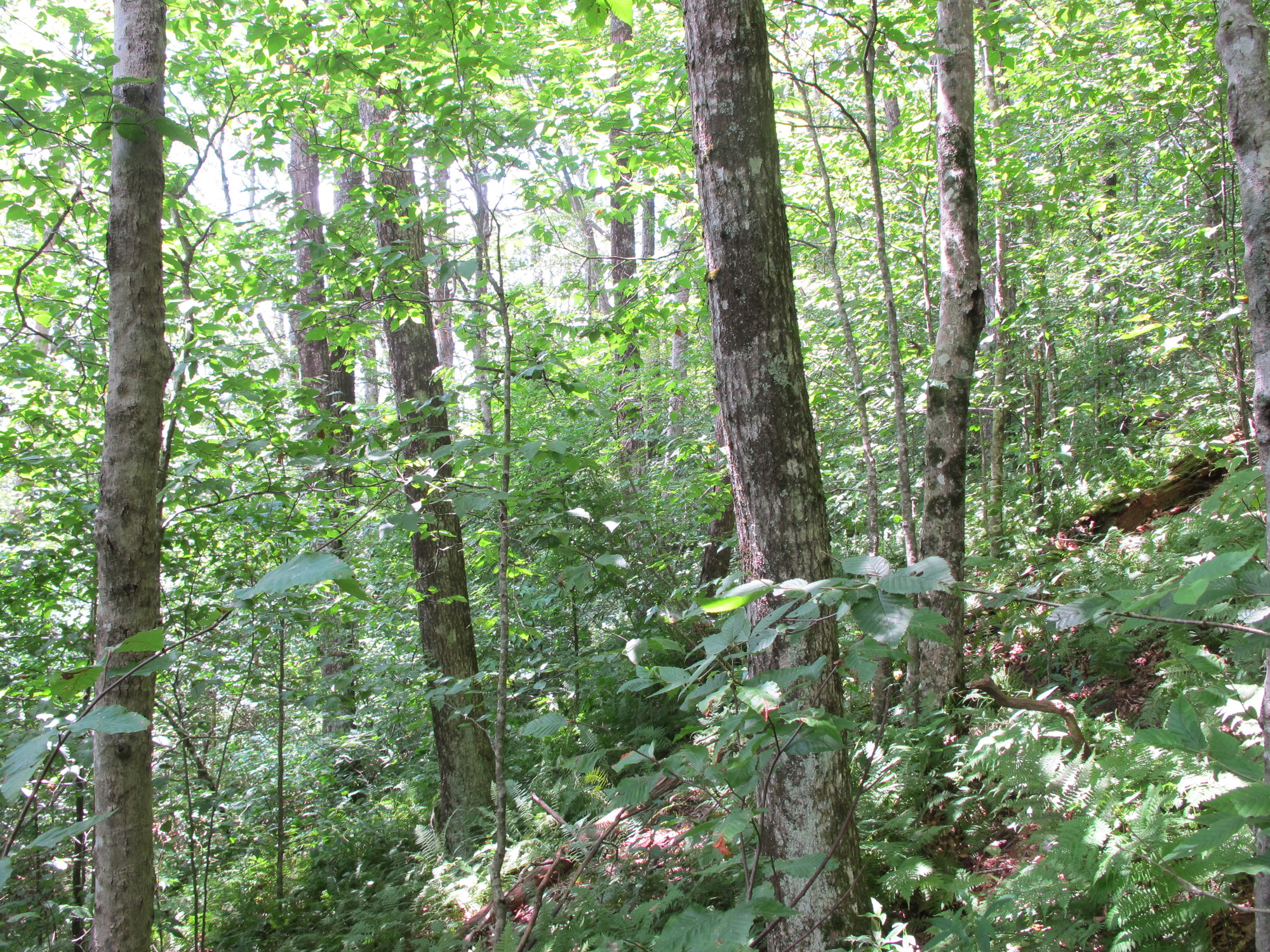 GRSM Accuracy Assessment. Plot Code: GRSM_AA_0891_6