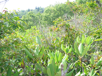 GRSM Accuracy Assessment. Plot Code: GRSM_AA_0008_4