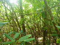 Plot Code: GRSM_AA_0692_4