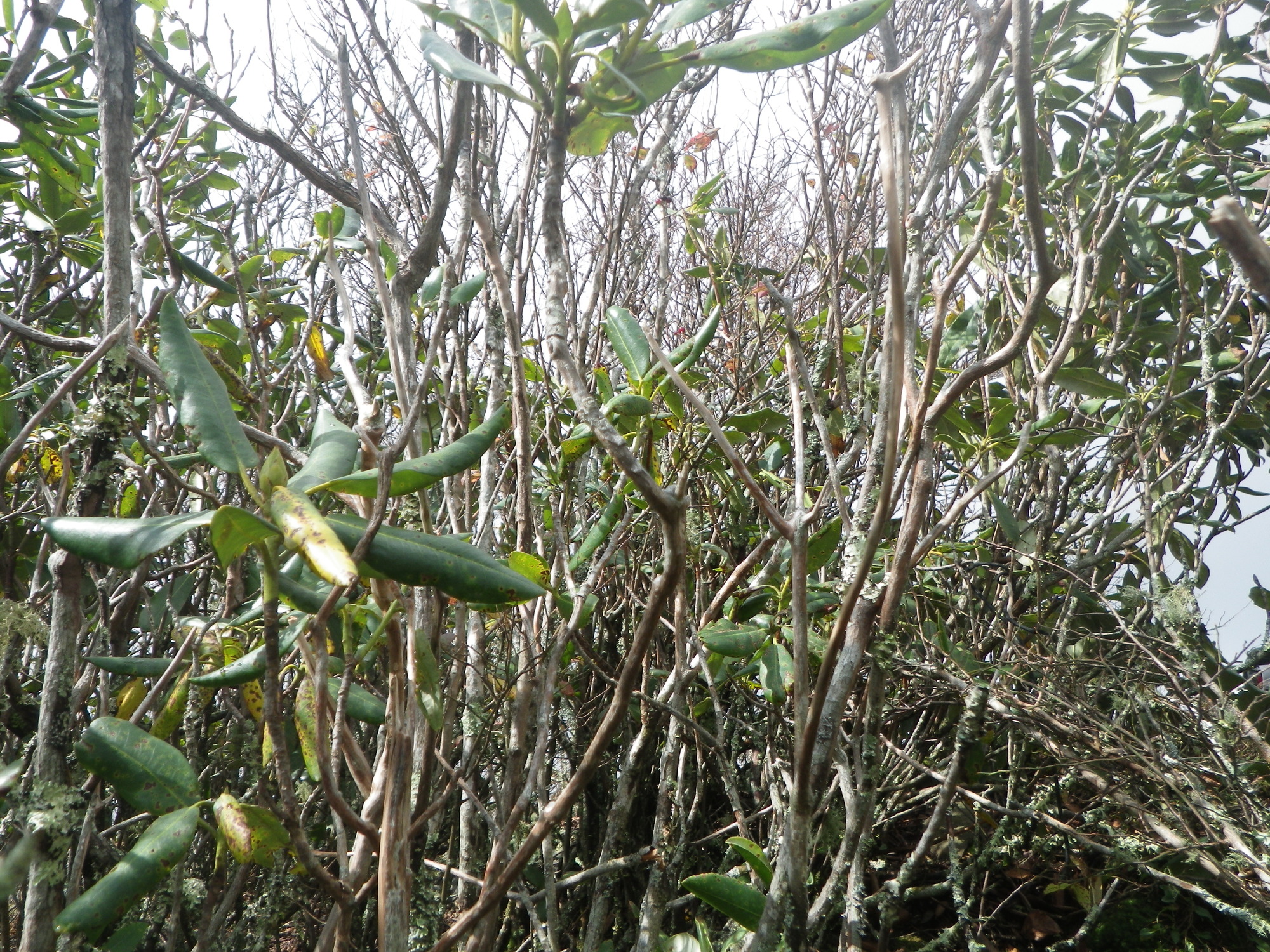 GRSM Accuracy Assessment. Plot Code: GRSM_AA_0109_5